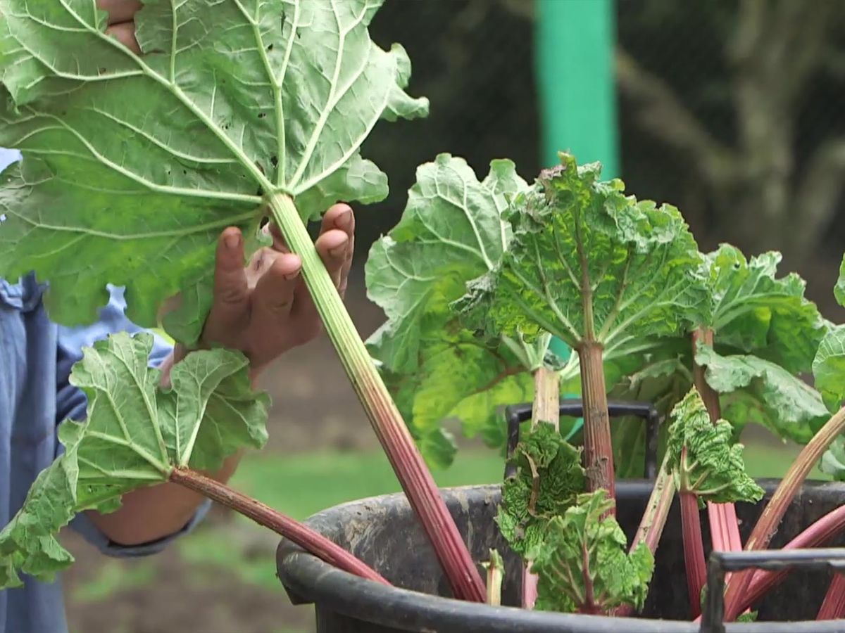 Las hojas del ruibarbo contienen ácido oxálico y antraquinonas