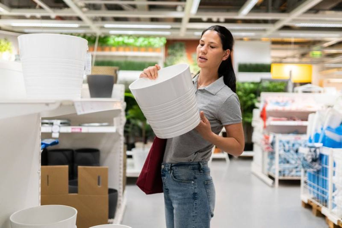 La nueva maceta debe ser ligeramente más grande