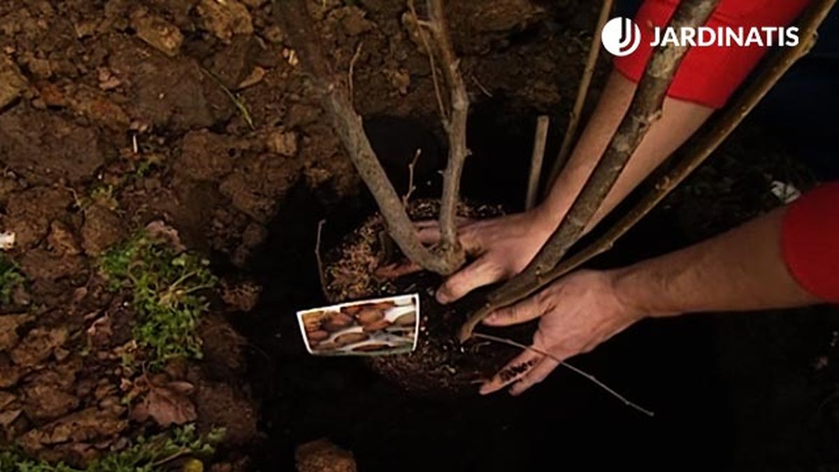 plantacion de avellano en el jardin brico 547 jardin