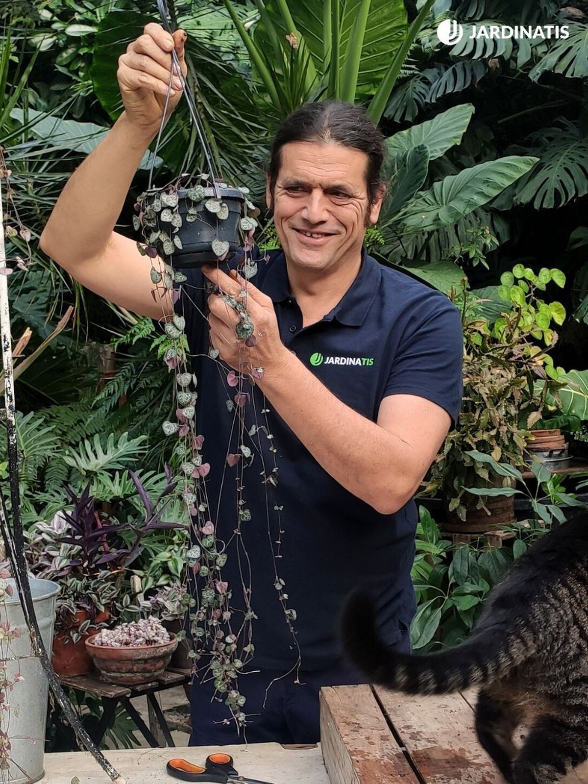 Ceropegia woodii porte colgante jardinatis 23 36