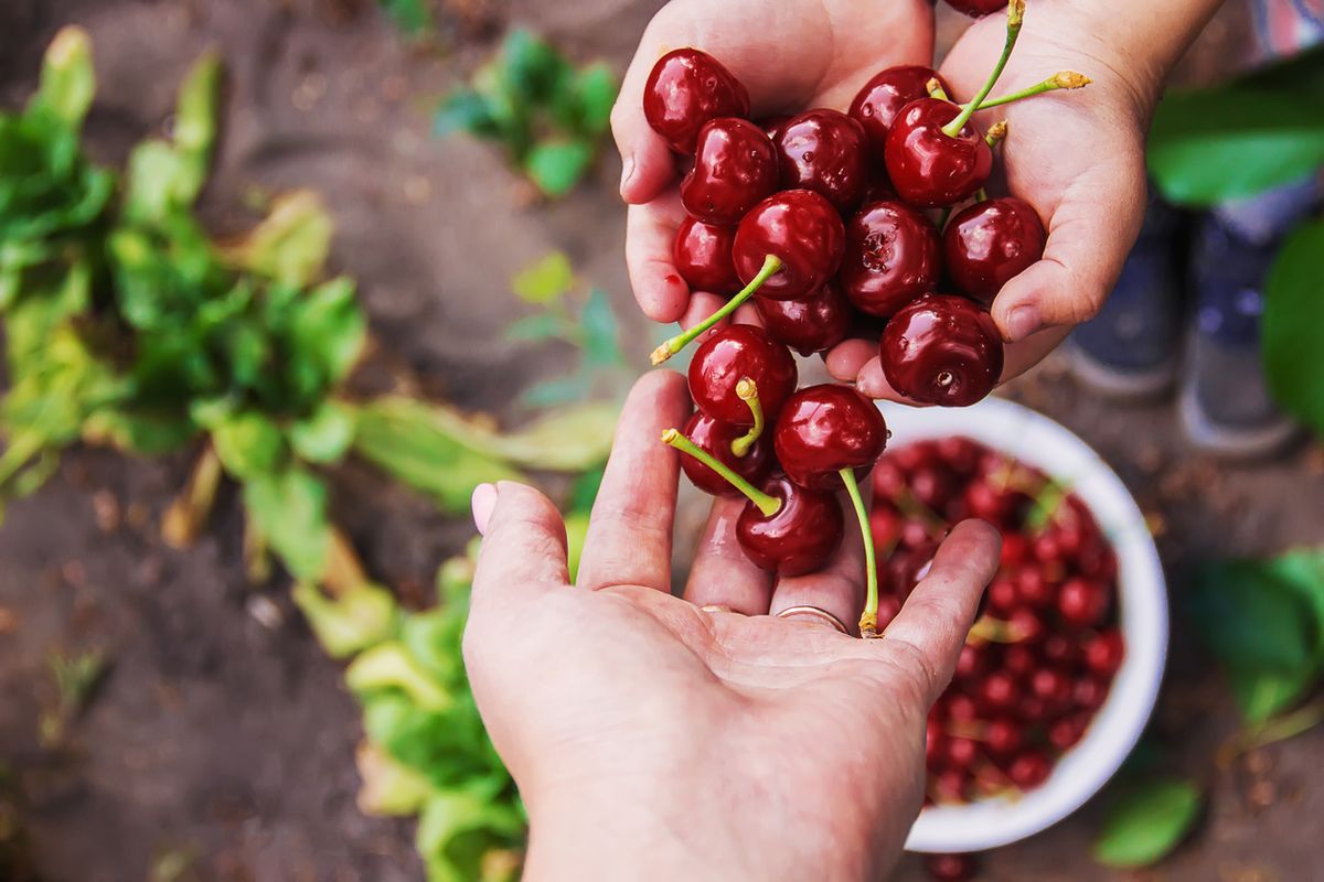 cereza beneficios datos cultivo