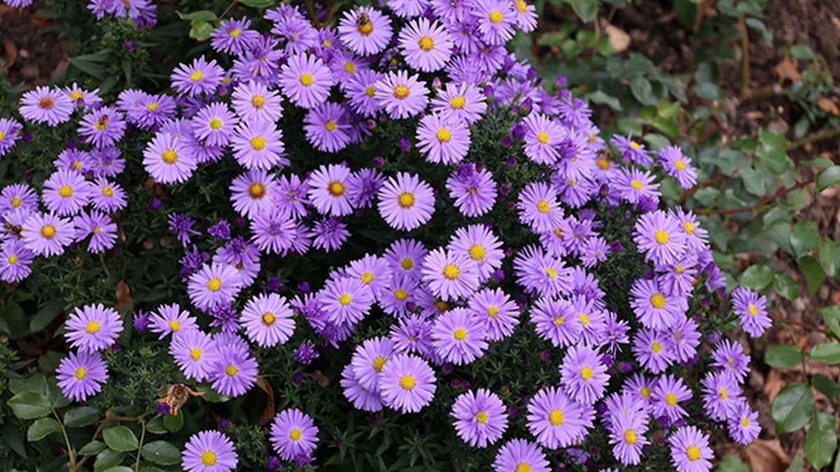 floracion de la planta vivaz aster jardinatis