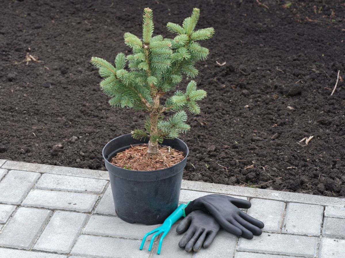 Abies lasiocarpa Compacta.