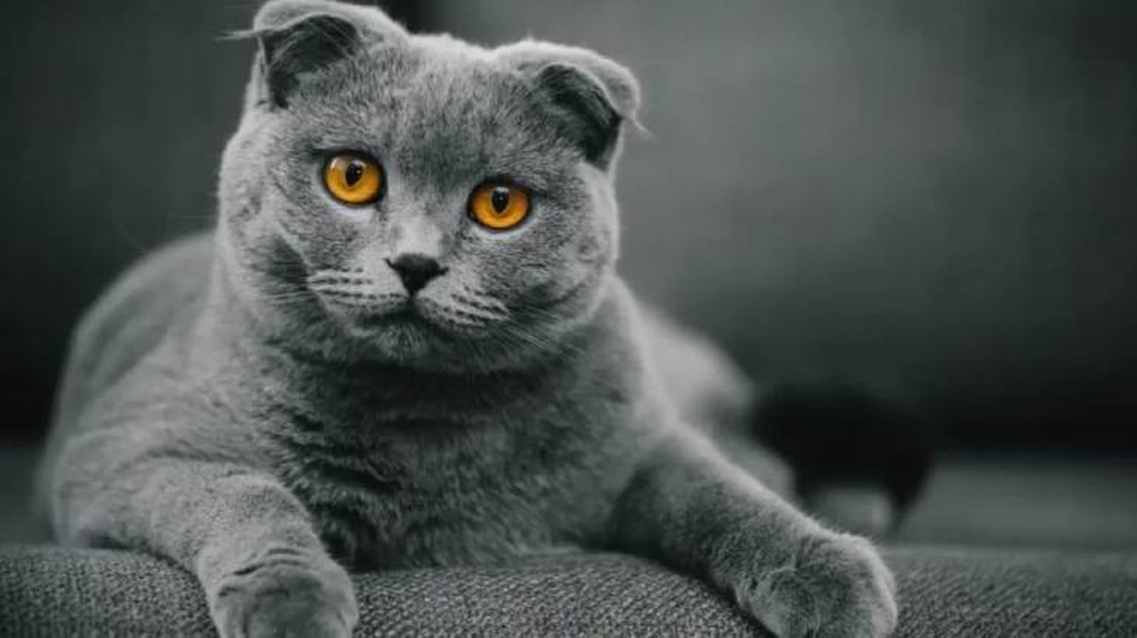 razas de gatos grises scottish fold razas de gatos grises scottish fold