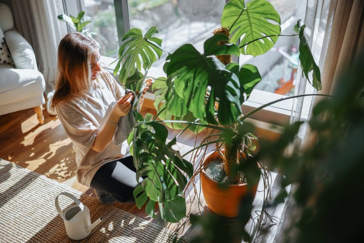 Ciertas plantas tienen la capacidad de purificar el aire.