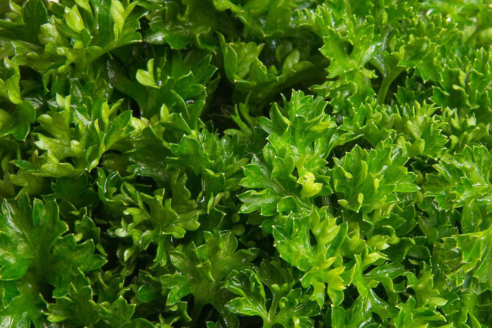 receta picar perejil