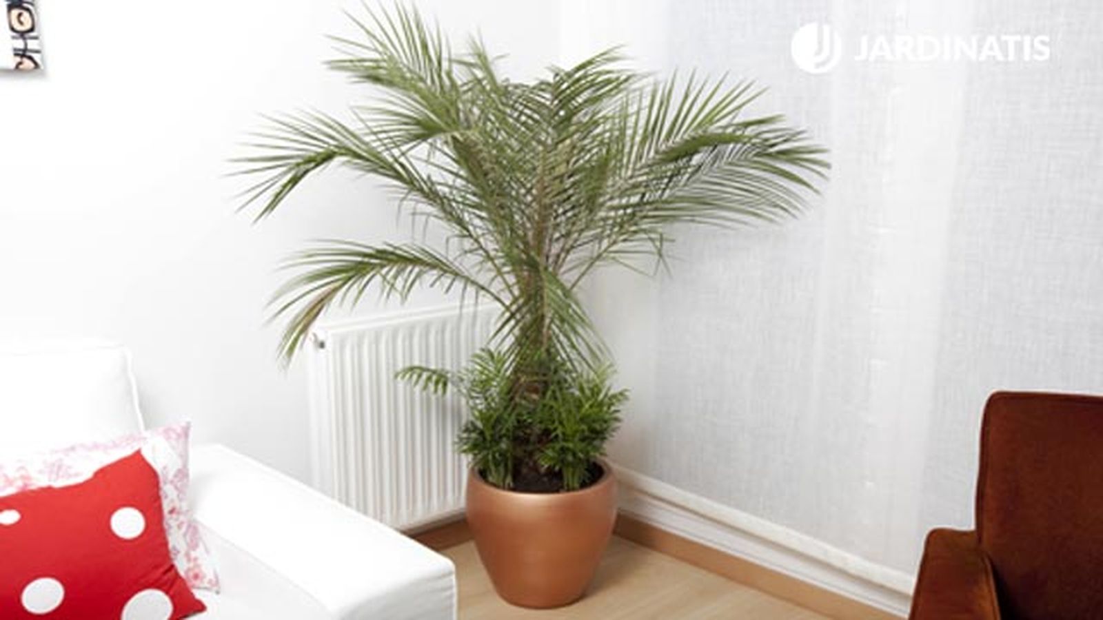 plantacion phoenix roebelen Chamaedoreas deco 430 jardinatis