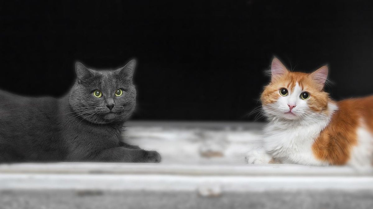 como introducir n segundo gato en casa