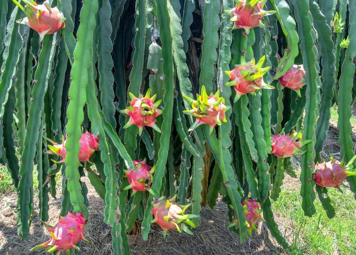 Planta de pitahaya