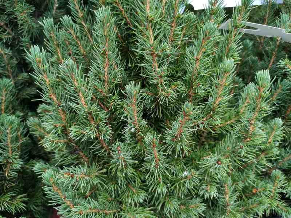 Follaje del abeto cónico