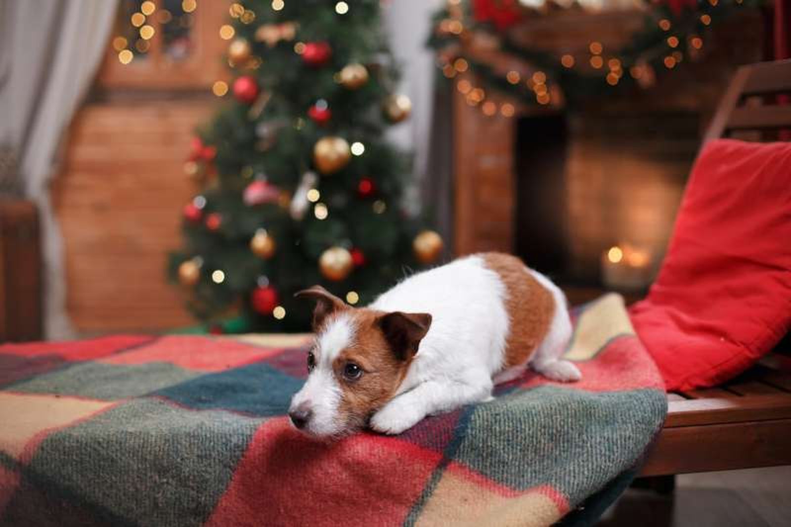 Perro tumbado sobre una manta en un salón con decoración navideña tradicional. Perro tumbado sobre una manta en un salón con decoración navideña tradicional.