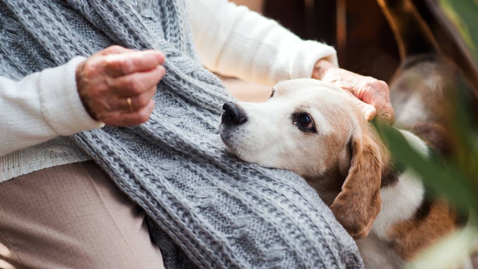 perros personas mayores xl