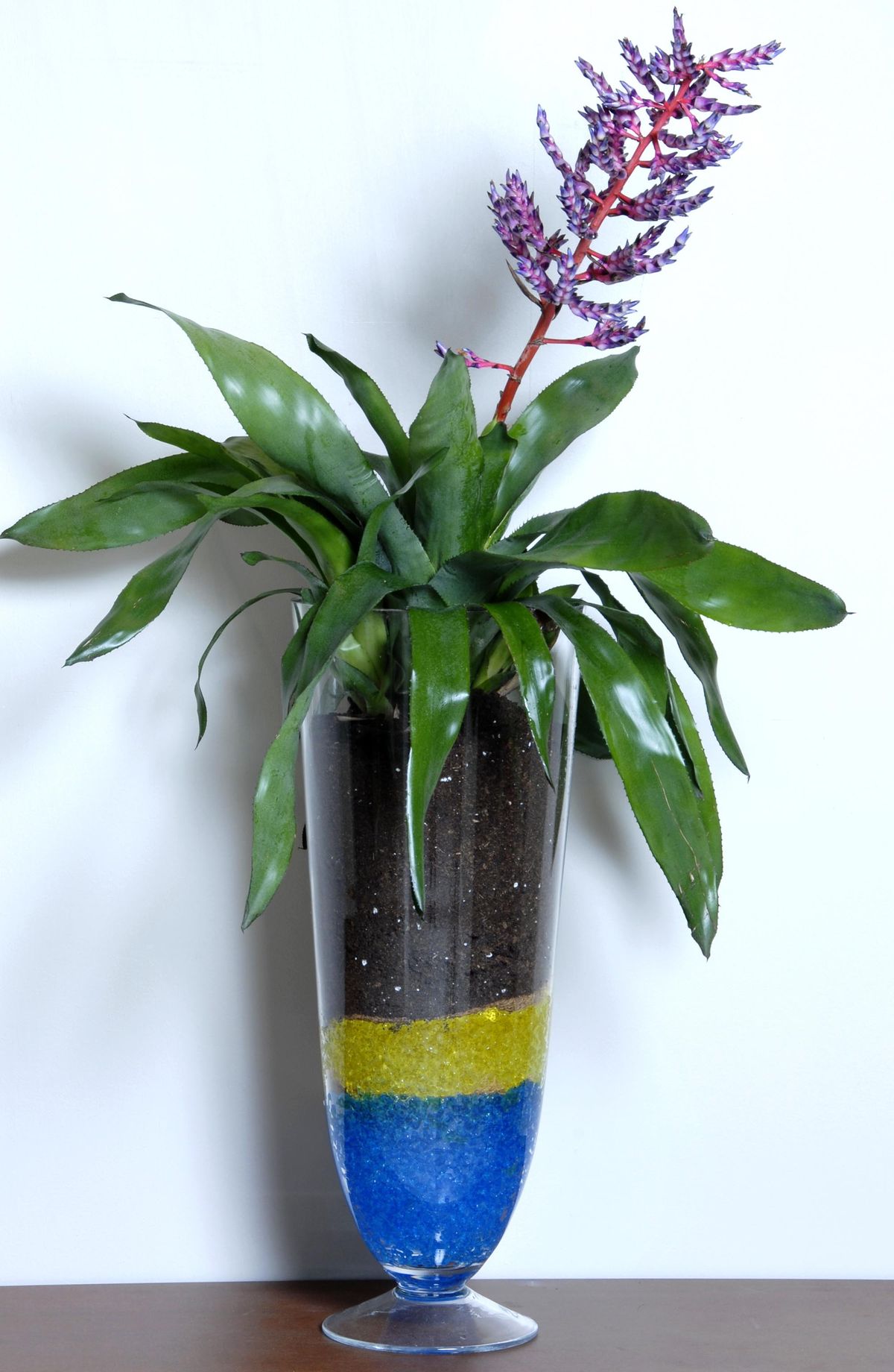 deko 222 aechmea blue rain 01