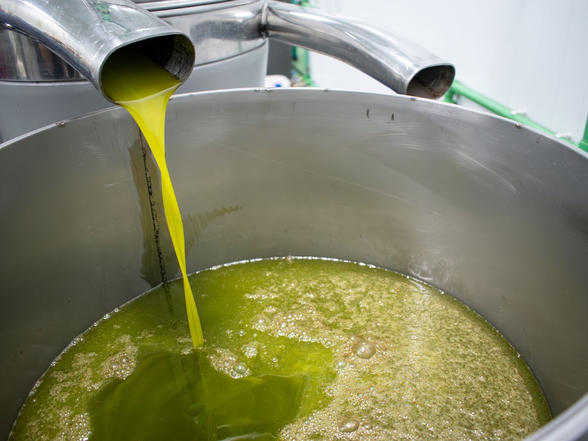 En octubre comienza a fluir el nuevo aceite de oliva virgen extra en las almazaras, símbolo de la campaña 2025/26.