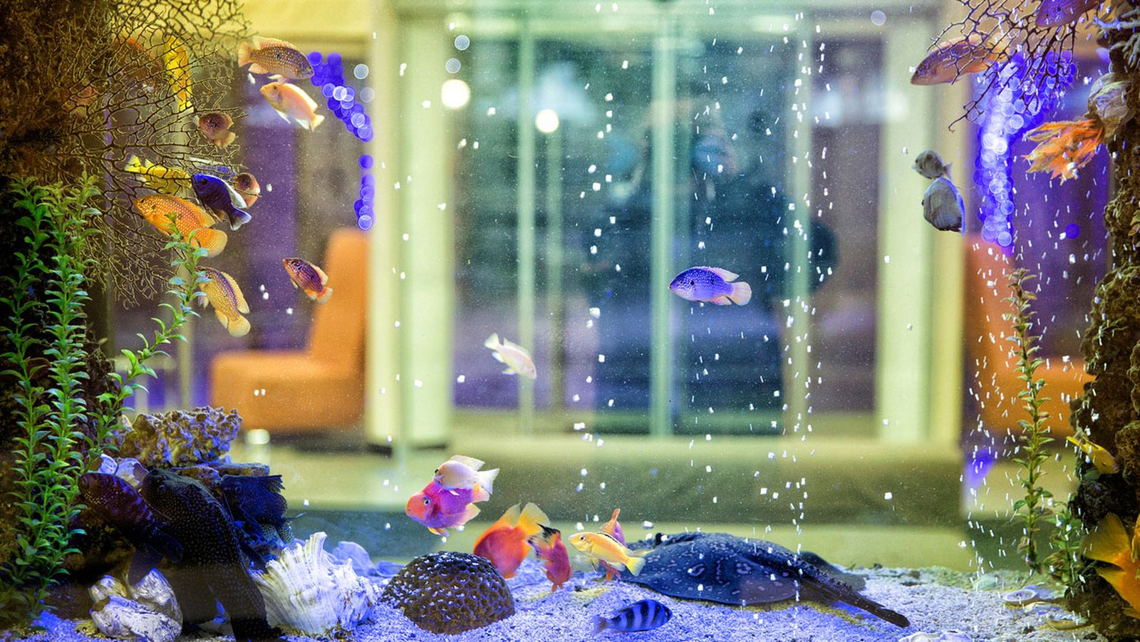 acuario acuario