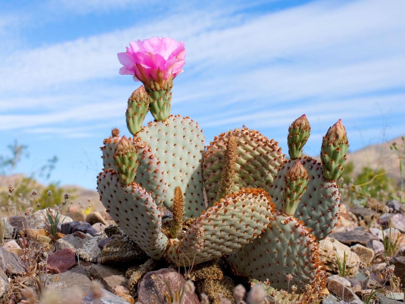 Opuntia