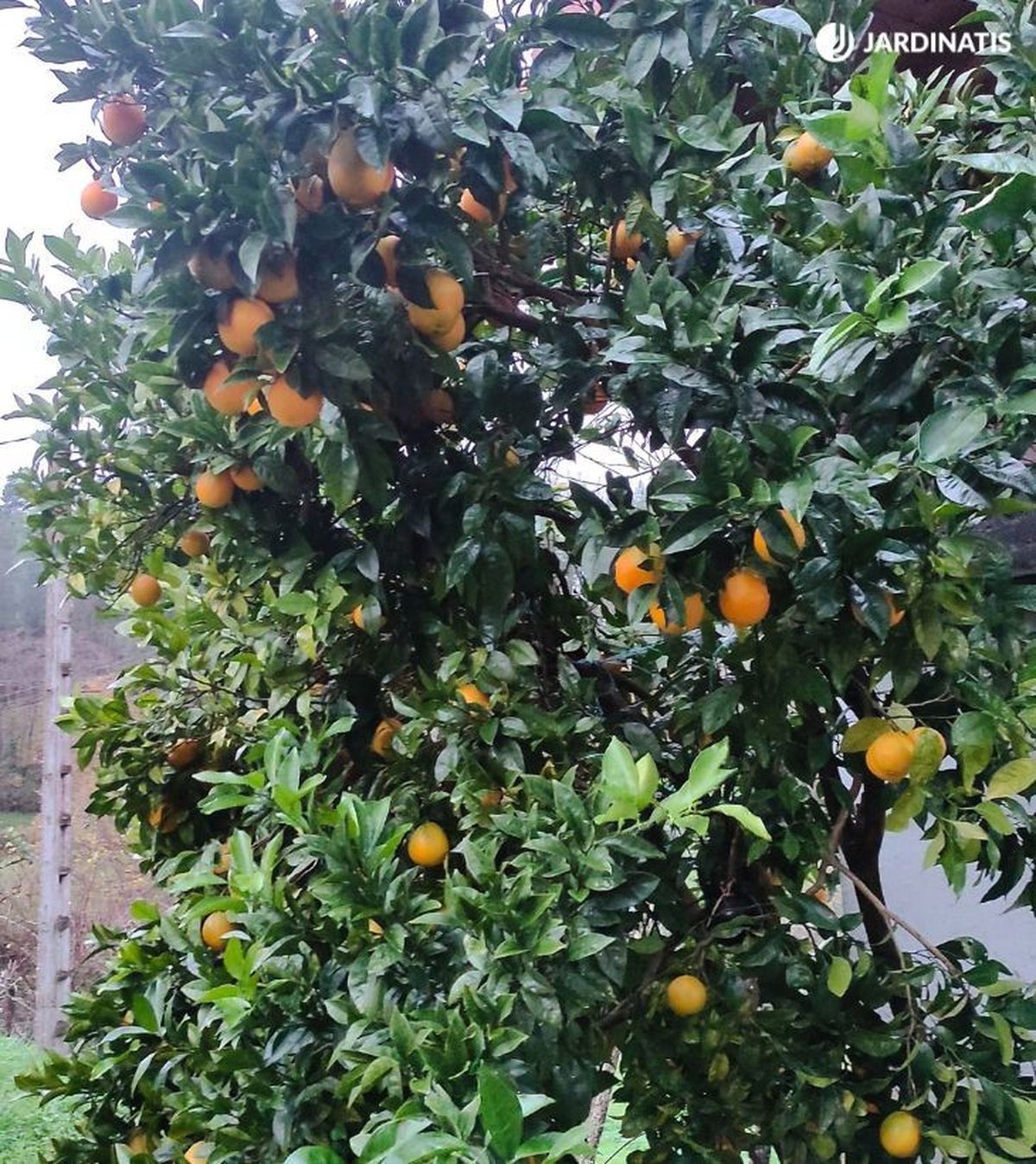 naranjo cultivo en el jardin