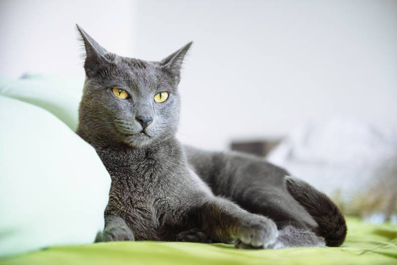 Su carácter fácil y su predisposición al adiestramiento le hacen ser un gato que no maúlla demasiado. Su carácter fácil y su predisposición al adiestramiento le hacen ser un gato que no maúlla demasiado.