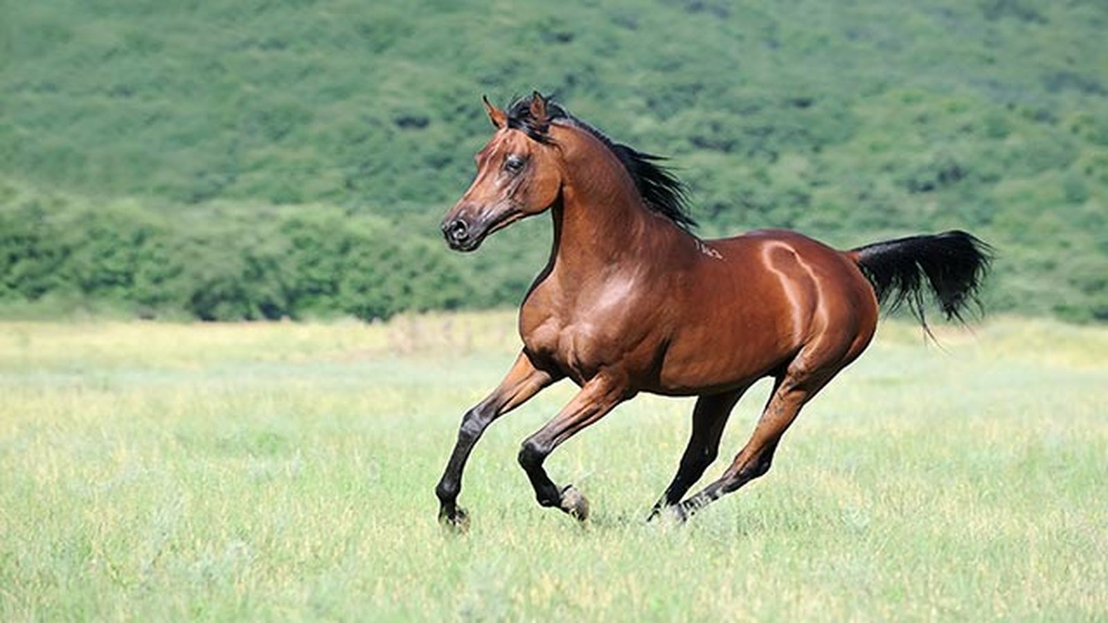 Caballo de Pura Raza Hispano-Árabe Caballo de Pura Raza Hispano-Árabe