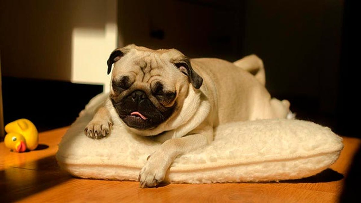 elegir mejor cama mascotas 3