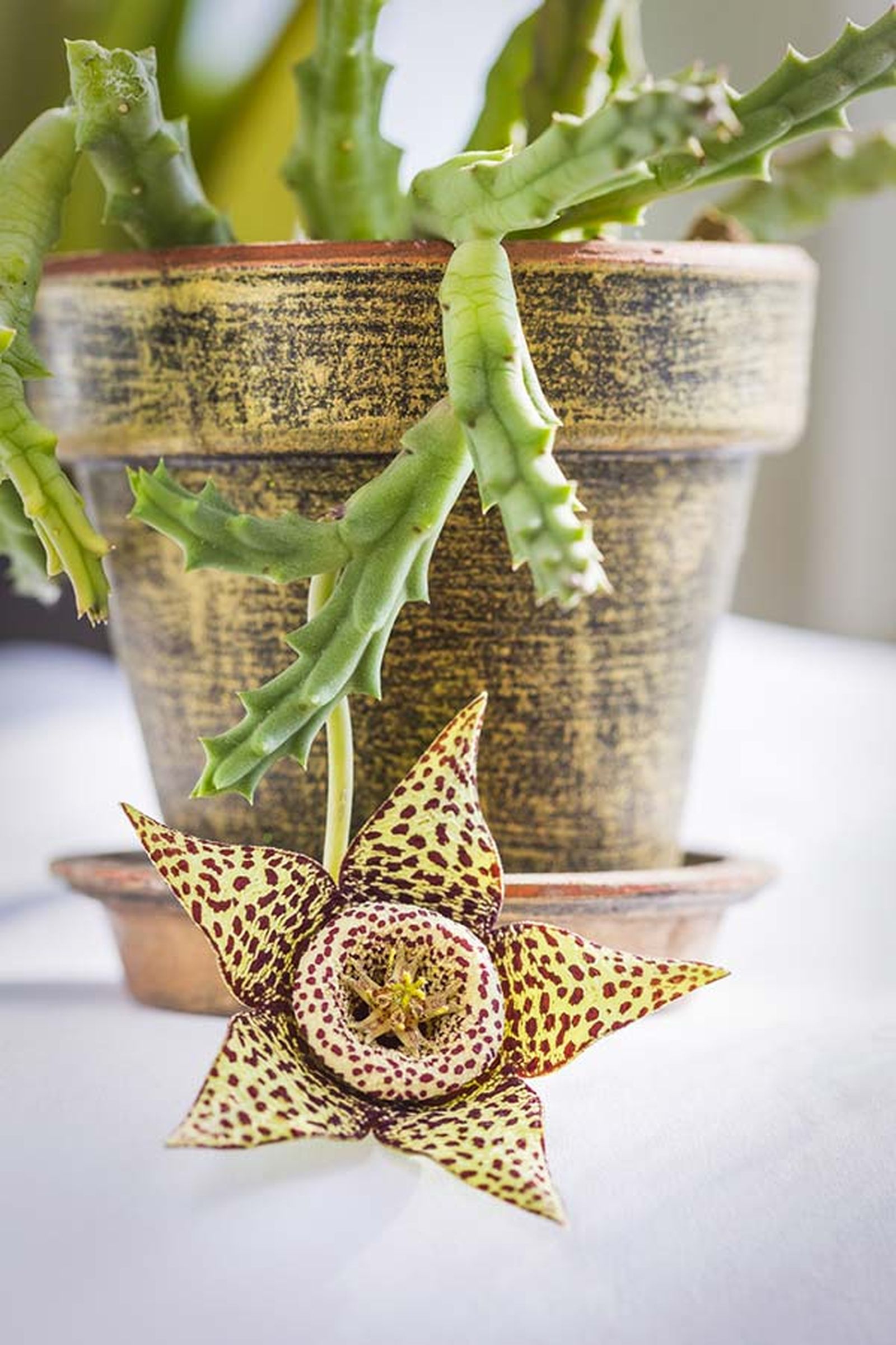 Orbea variegata Orbea variegata