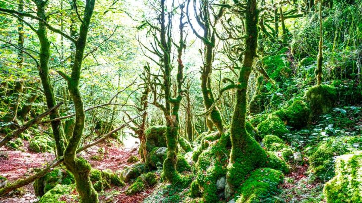 viajar con perro en el puente de diciembre selva irati