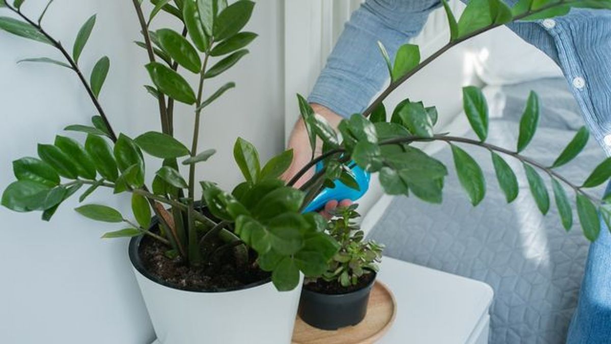 cuidados riego planta zz