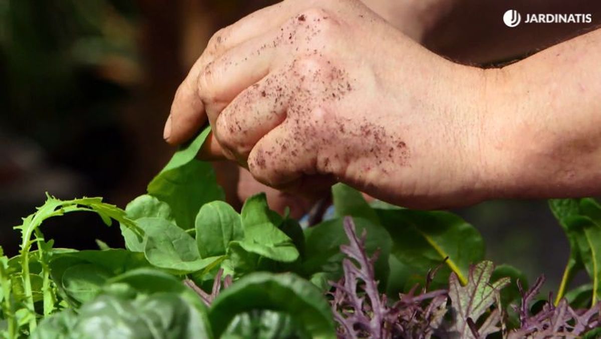Las hojas de la rúcula son estupendas en ensalada