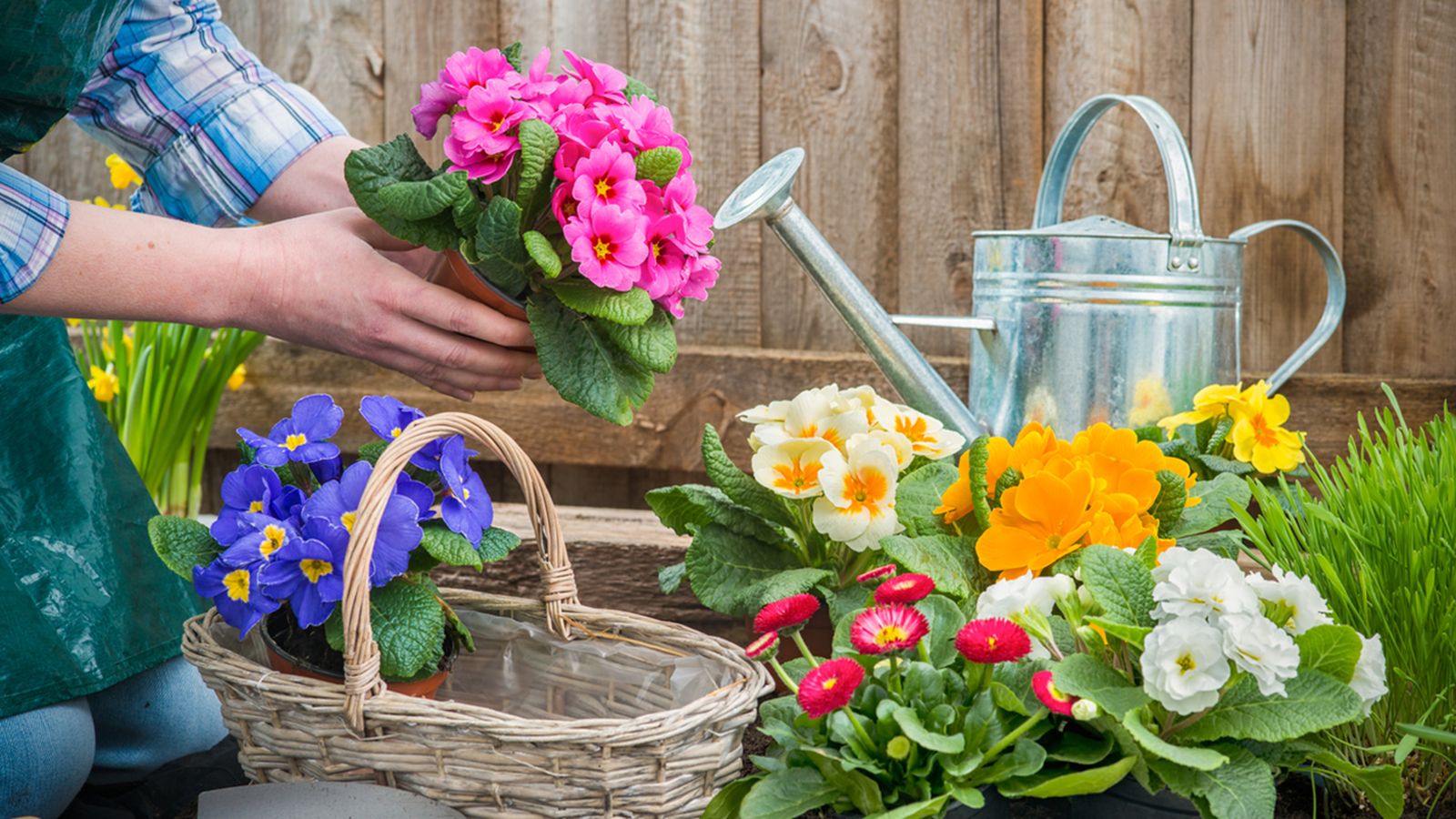 plantas primulas plantas primulas