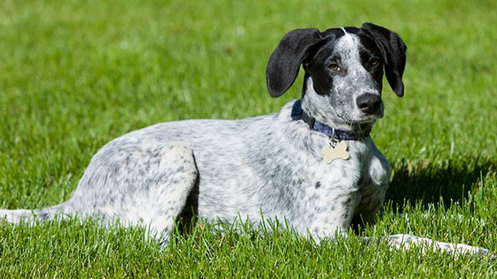 perro eurohound 2 perro eurohound 2