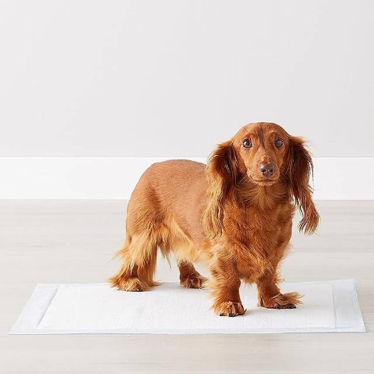 productos para perros mas vendidos amazon empapadores