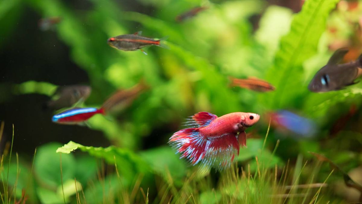 Montaje del acuario paso a paso