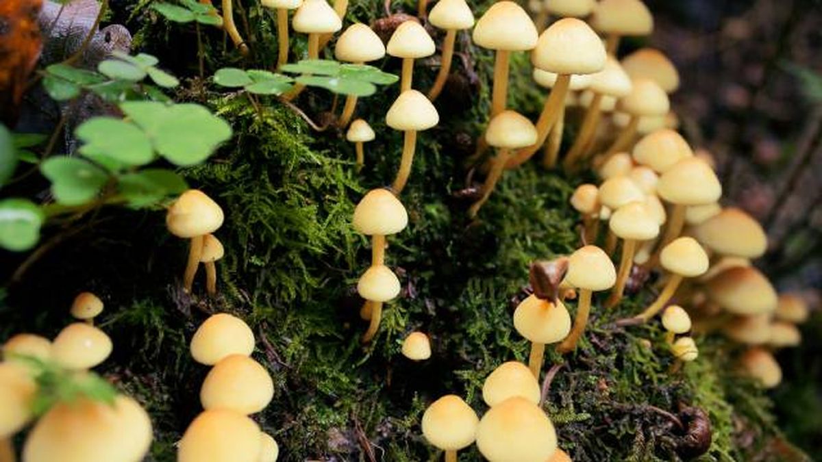 setas toxicas venenosas mascotas Espana Galerina marginata