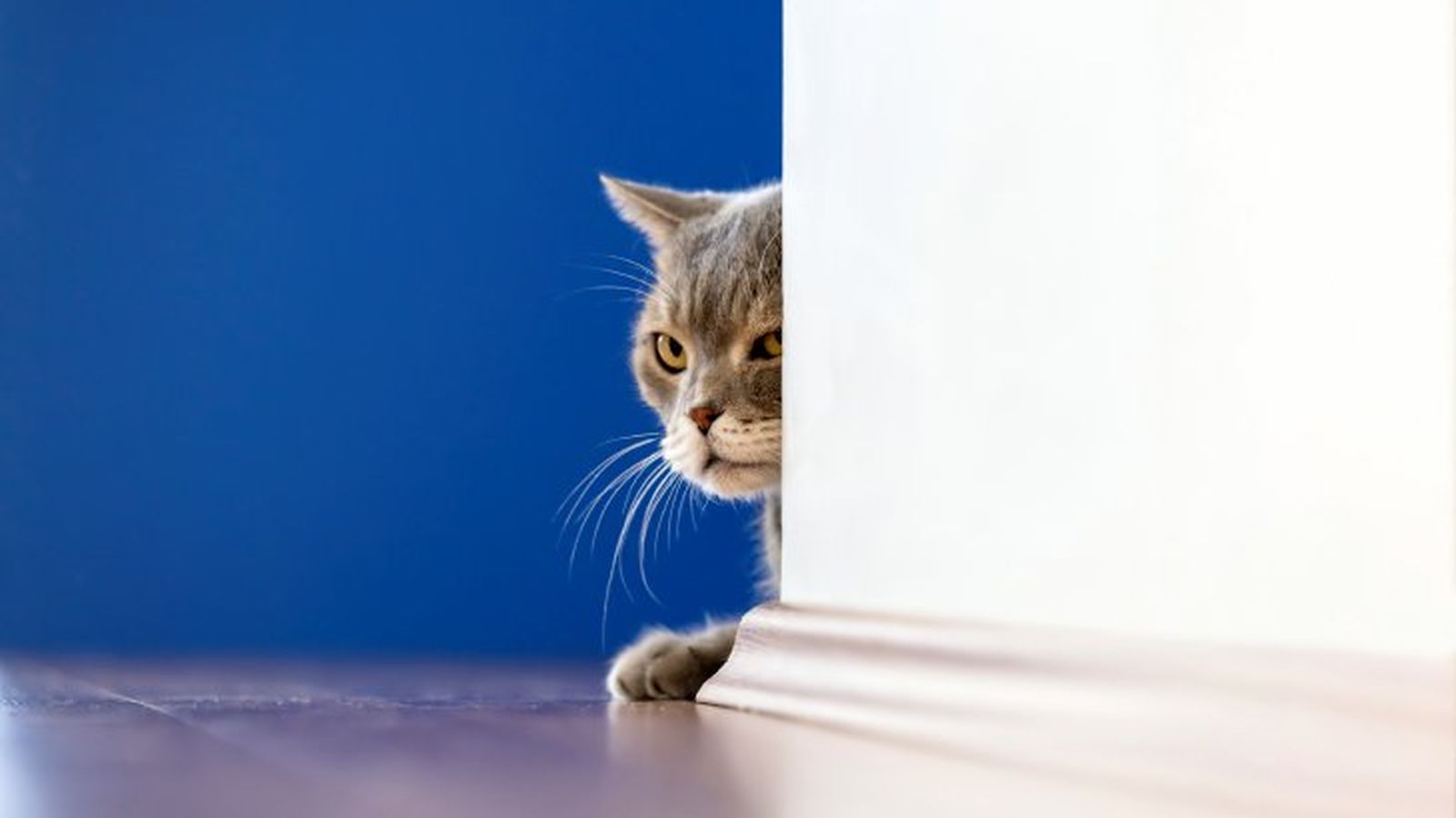 ansiedad en gatos 7 ansiedad en gatos 7