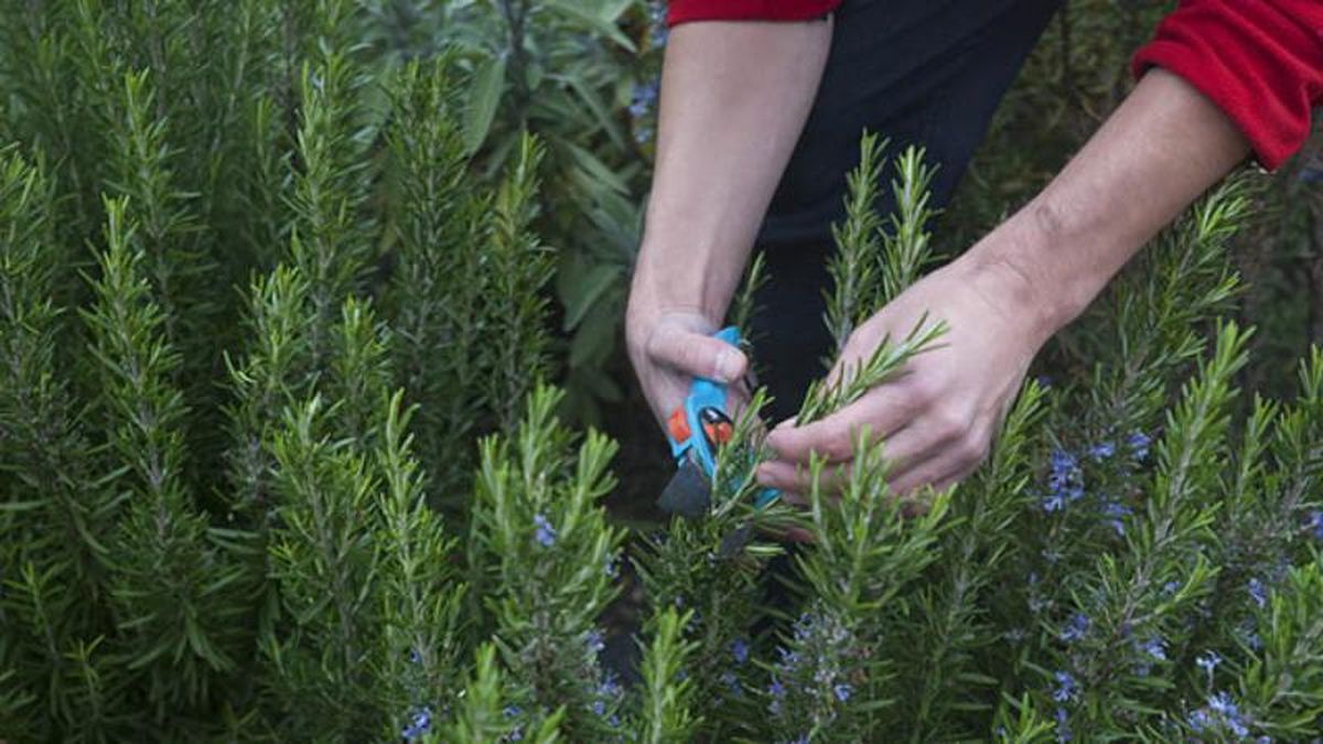 El romero es una planta aromática beneficiosa para el huerto o jardín