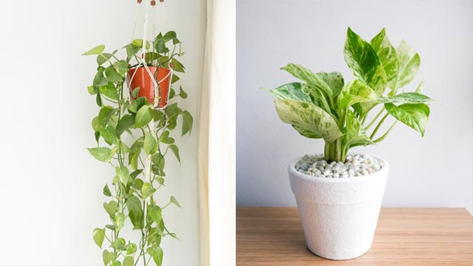 El poto es una de las plantas de interior más resistentes El poto es una de las plantas de interior más resistentes