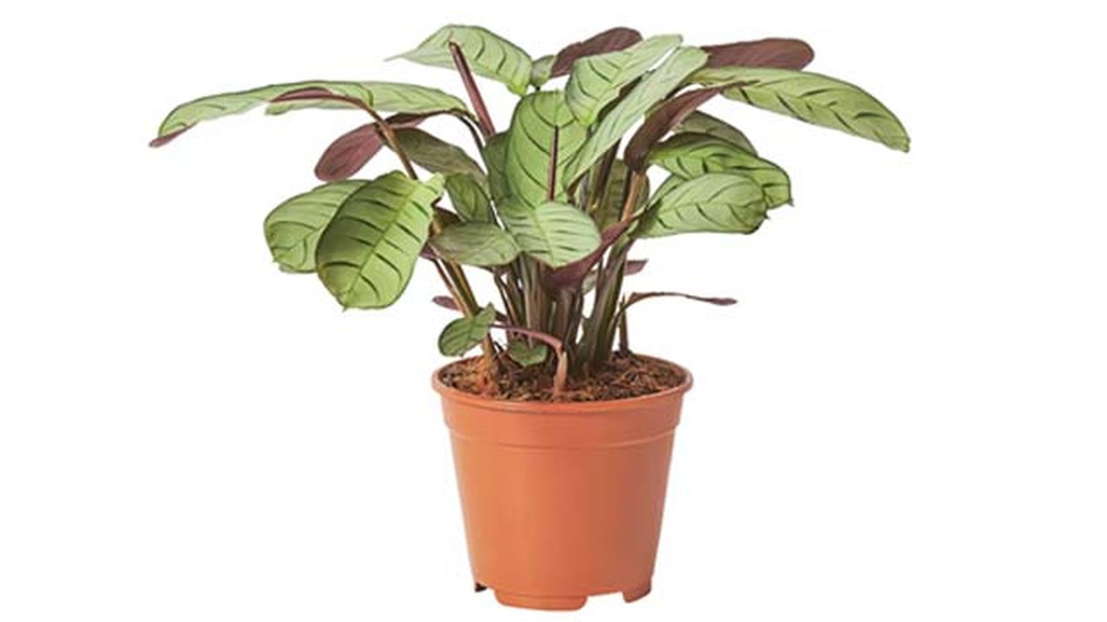Ctenanthe amagris ikea Ctenanthe amagris ikea