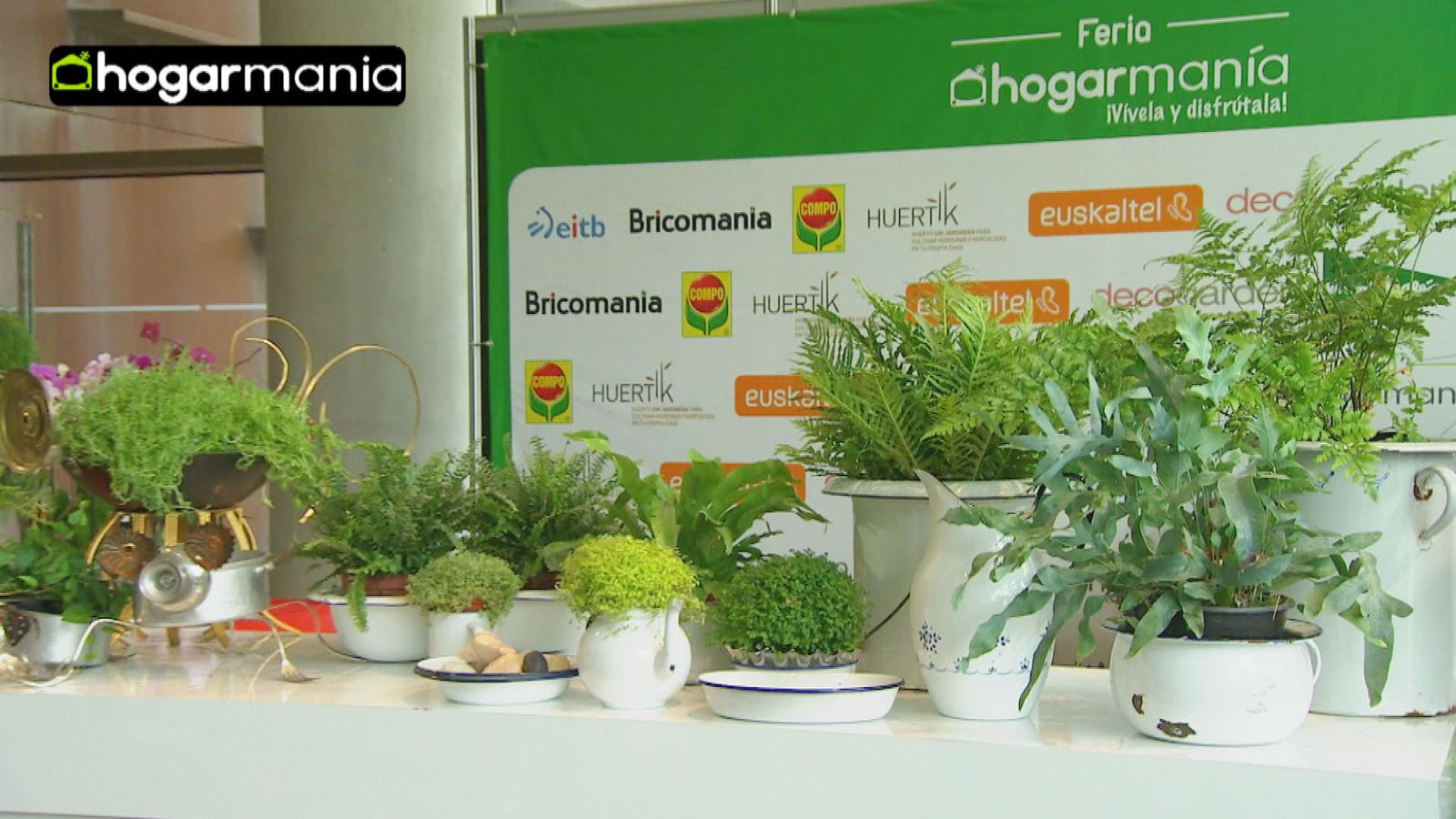como cultivar helechos xl como cultivar helechos xl
