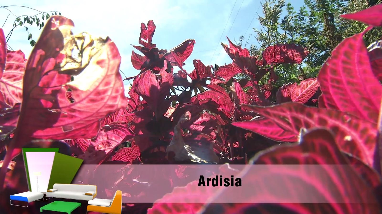 deko0706 jardin otono tonos rosas ardisia deko0706 jardin otono tonos rosas ardisia