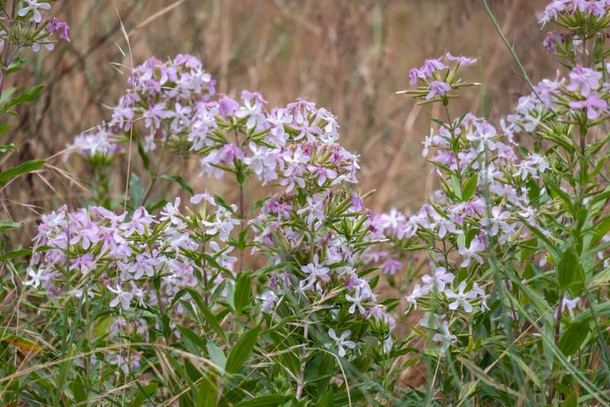 La saponaria crece de manera natural en lugares húmedos.