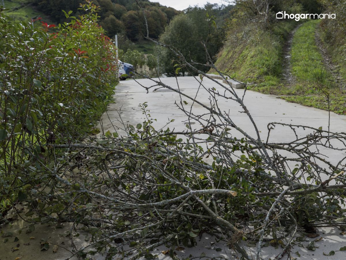 Una vez terminada la poda, recoge los restos con ayuda de un rastrillo para dejar la zona limpia y despejada.