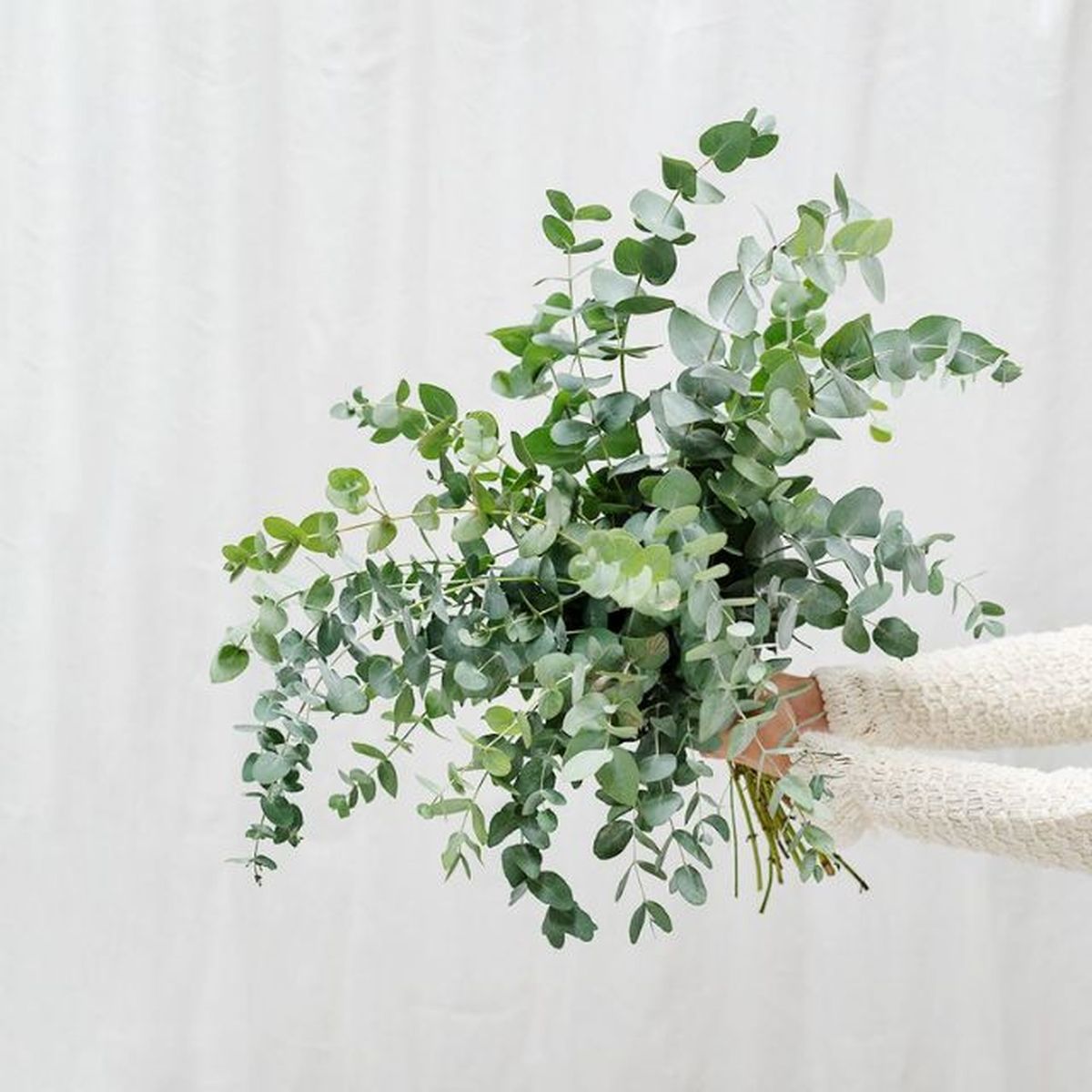 ramas de eucalipto colvin