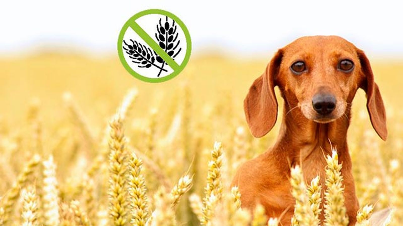 perros celiacos perros celiacos
