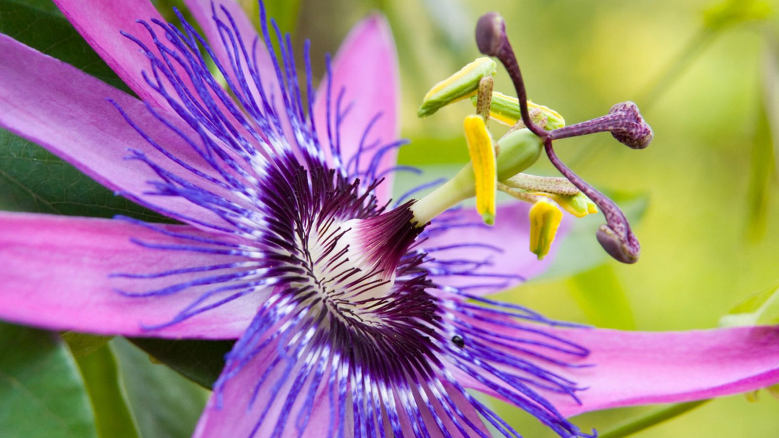 flor de la pasion detalle flor de la pasion detalle