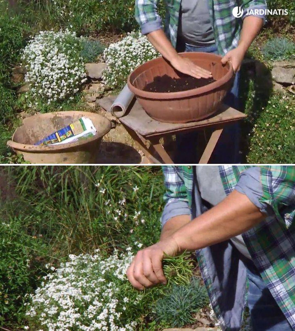 Iñigo Segurola preparando sustrato para plantar esquejes de reproducir Lobularia maritima
