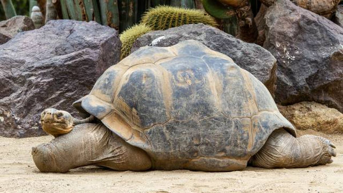 conmemoracion george ultima tortuga gigante galapagos tamano