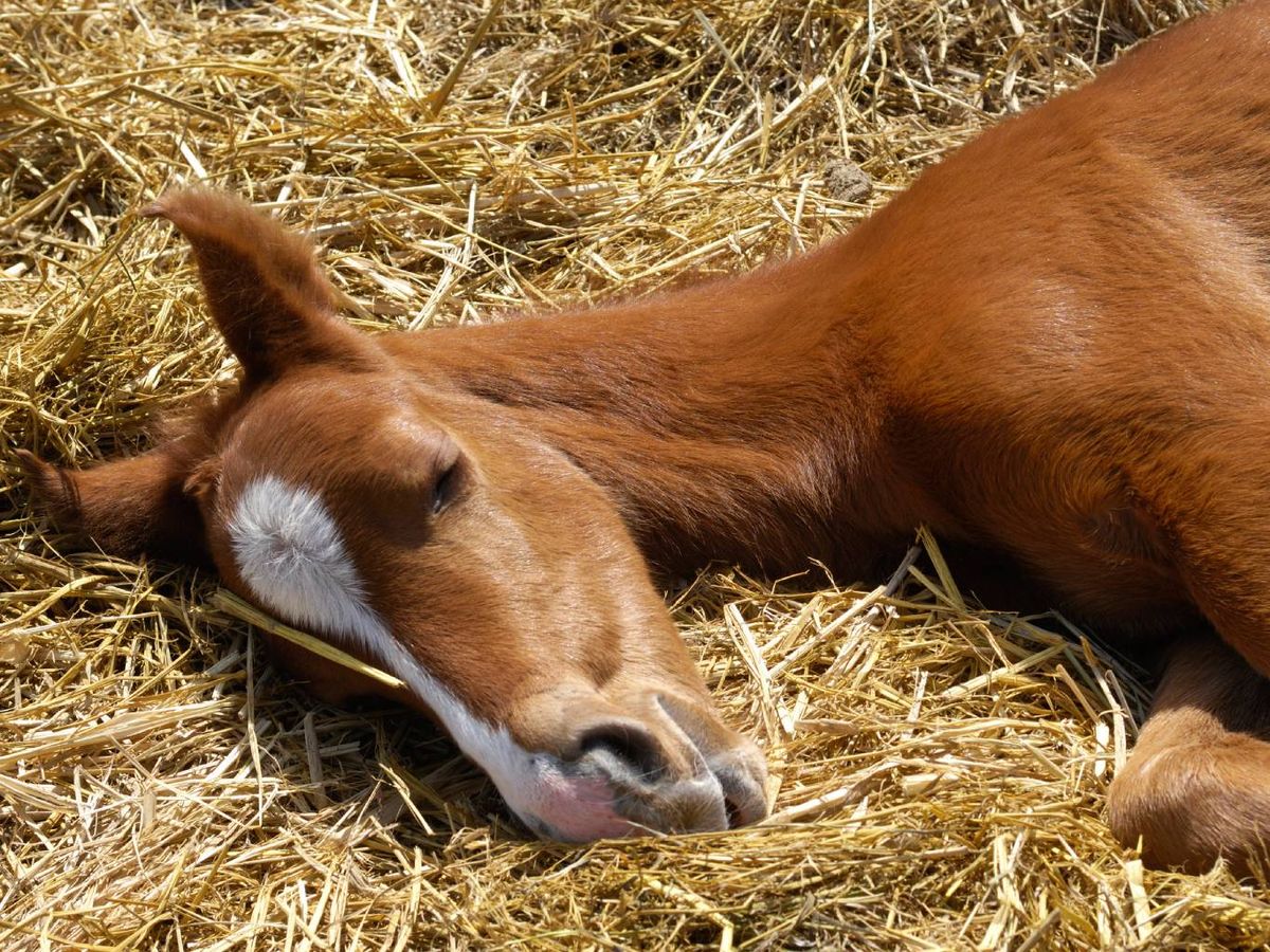 En ocasiones, los equinos duermen con un ojo abierto y una oreja en alerta.