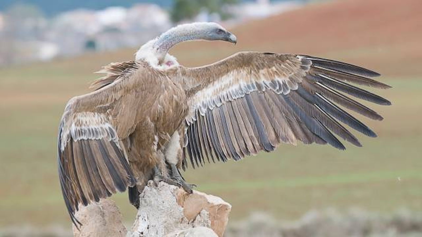 aves rapaces buitres en espana buitre leonado Gyps fulvus aves rapaces buitres en espana buitre leonado Gyps fulvus