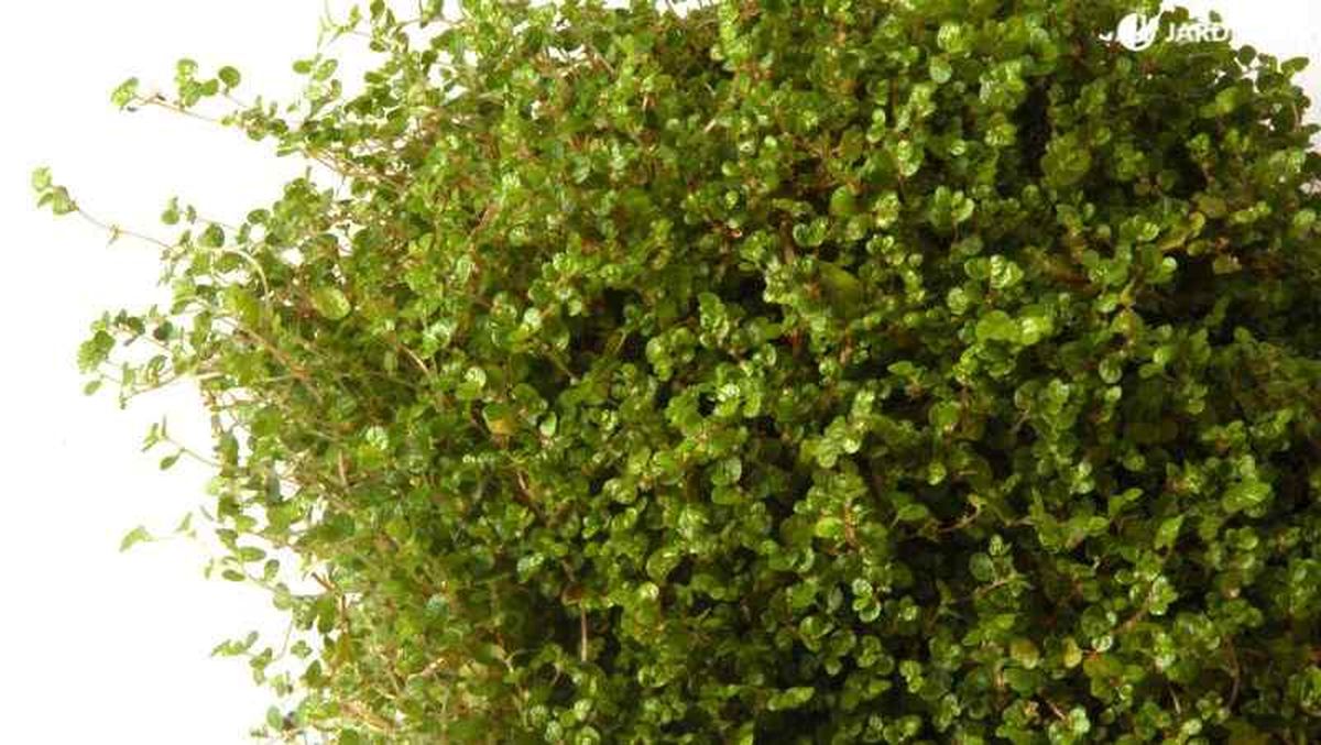 Soleirolia soleirolii