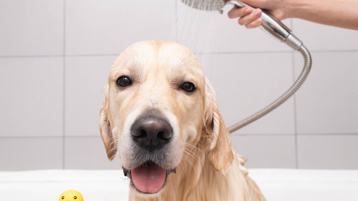 No se debe bañar a los perros con frecuencia